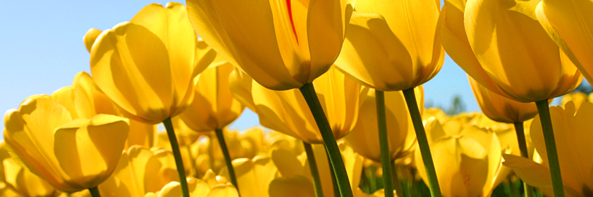 Courtyard Minneapolis Downtown (perhaps from an ant's perspective) hotel